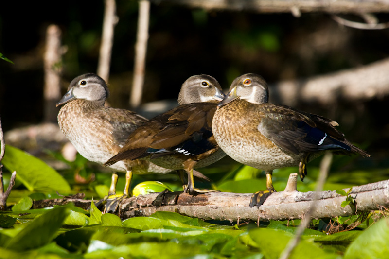 Wood Ducks On Branch